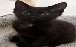 Mixed Breed cats for sale: 2 female black kittens and a tabby male  - Image 7