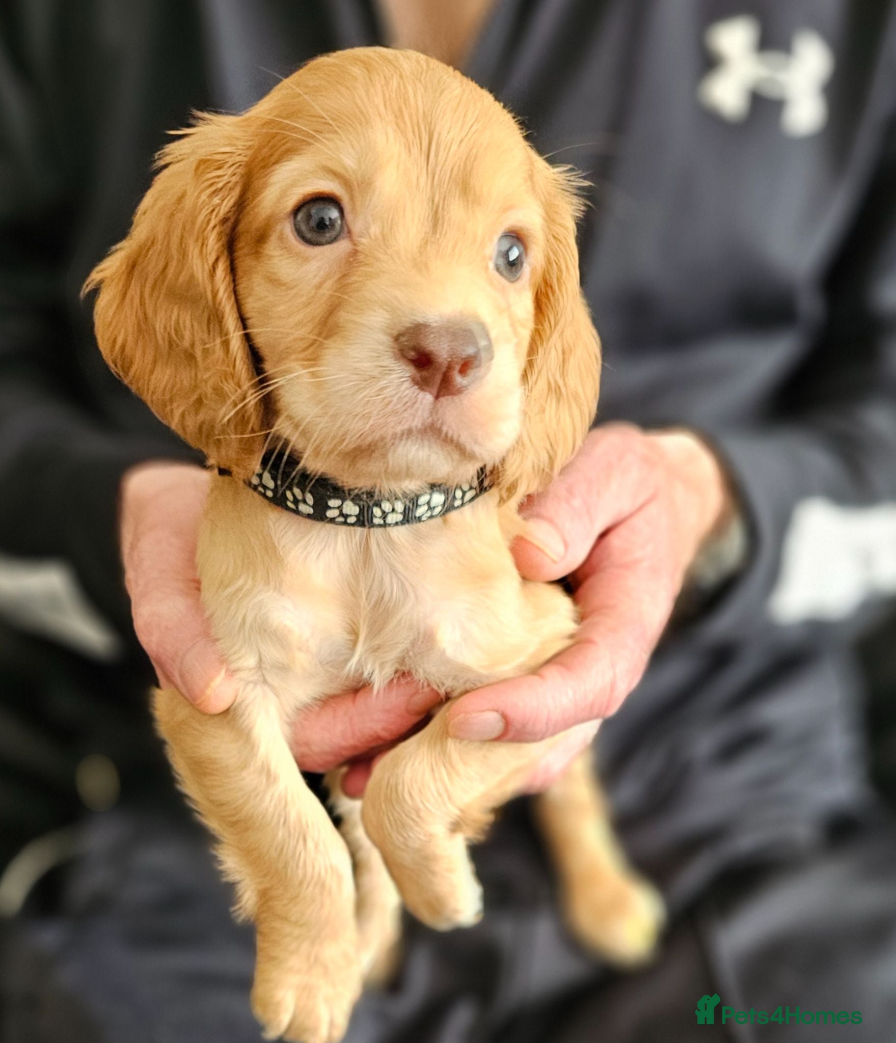Cocker Spaniel dogs Kc reg working cocker spaniel  puppies  - Advert 7