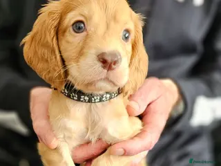 Cocker Spaniel dogs Kc reg working cocker spaniel puppies - Advert 7