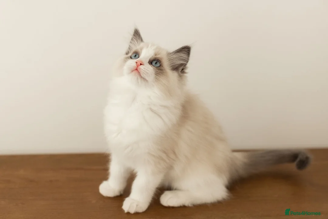 Ragdoll cats for sale: Last Blue Bicolour Ragdoll female available  - Advert 27