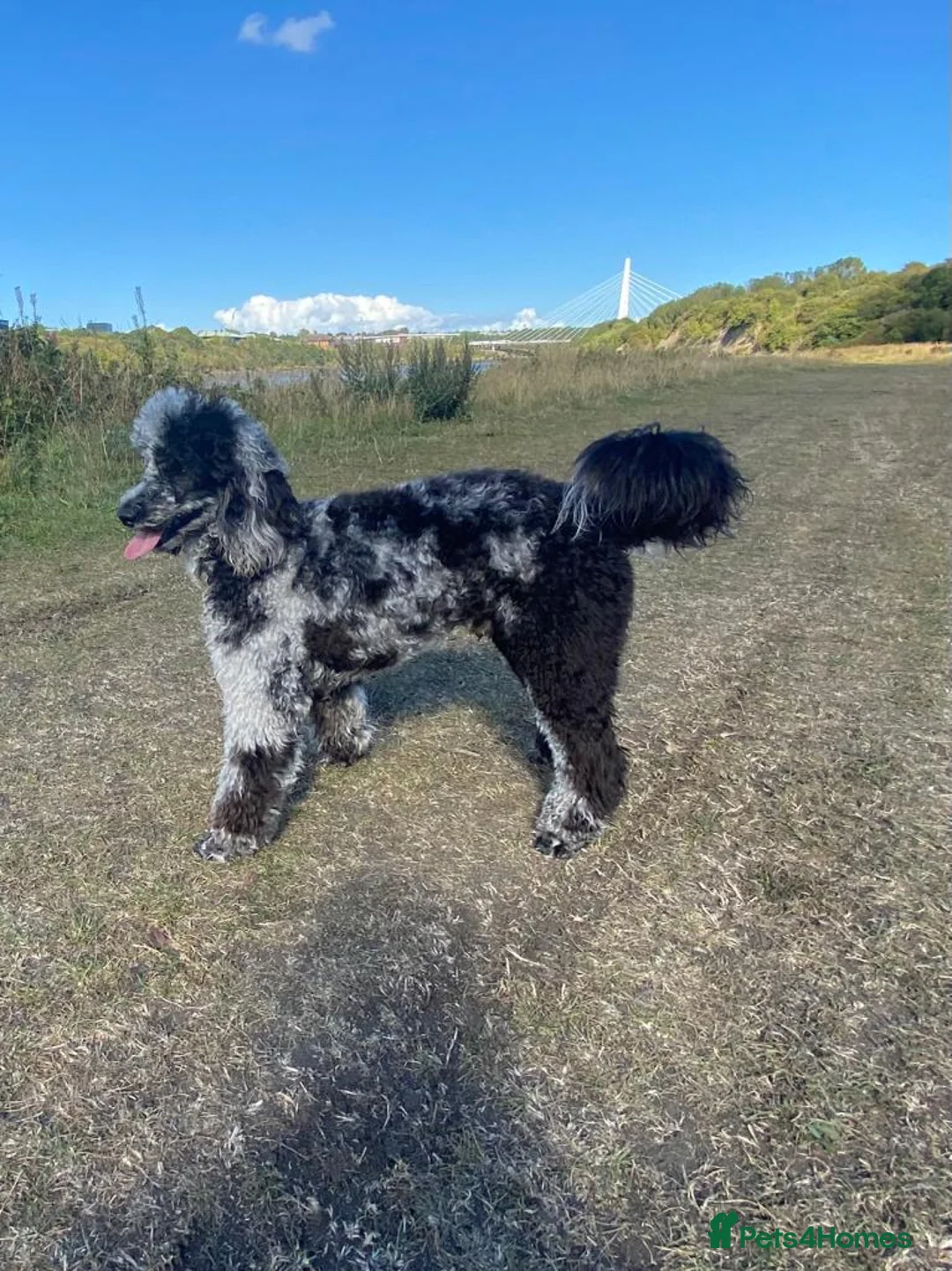 Miniature Poodle dogs for stud: Blue Merle Miniature Poodle (PROVEN) Health Tested in Sunderland - Advert 25