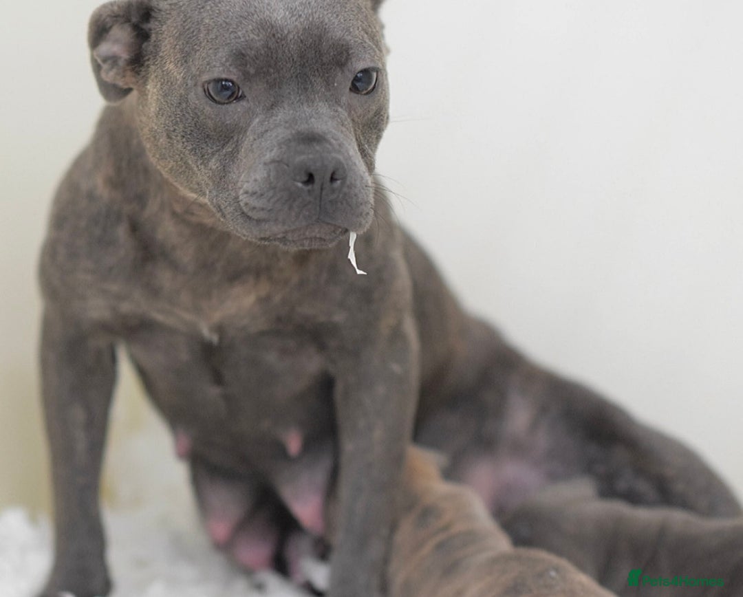 Staffordshire Bull Terrier dogs for sale: 23 years experience,5⭐️RATED Licensed & Registered - Image 13