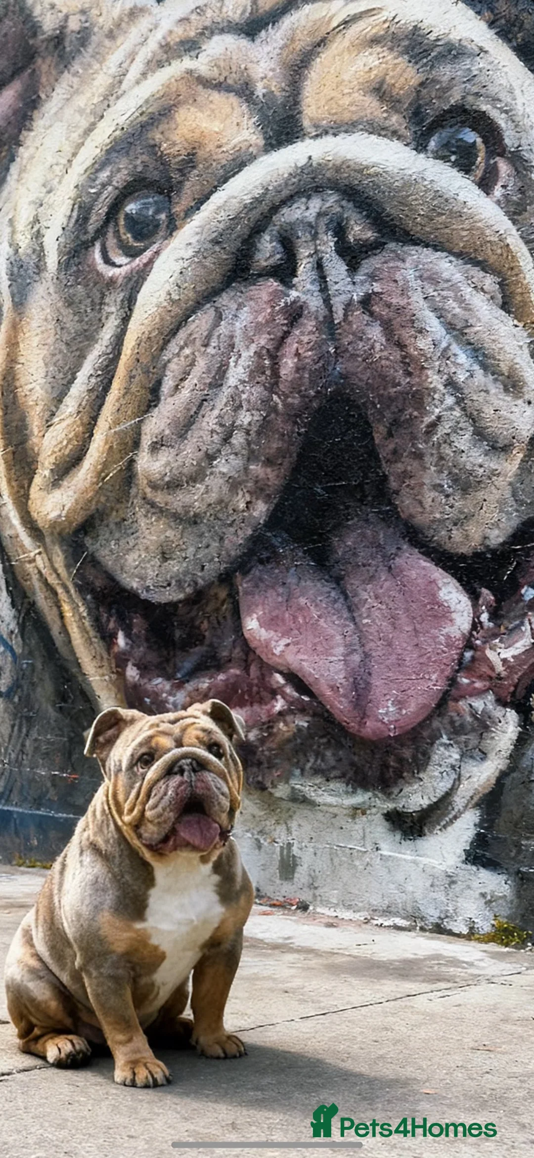 English Bulldog dogs for sale: British bulldog - Advert 5