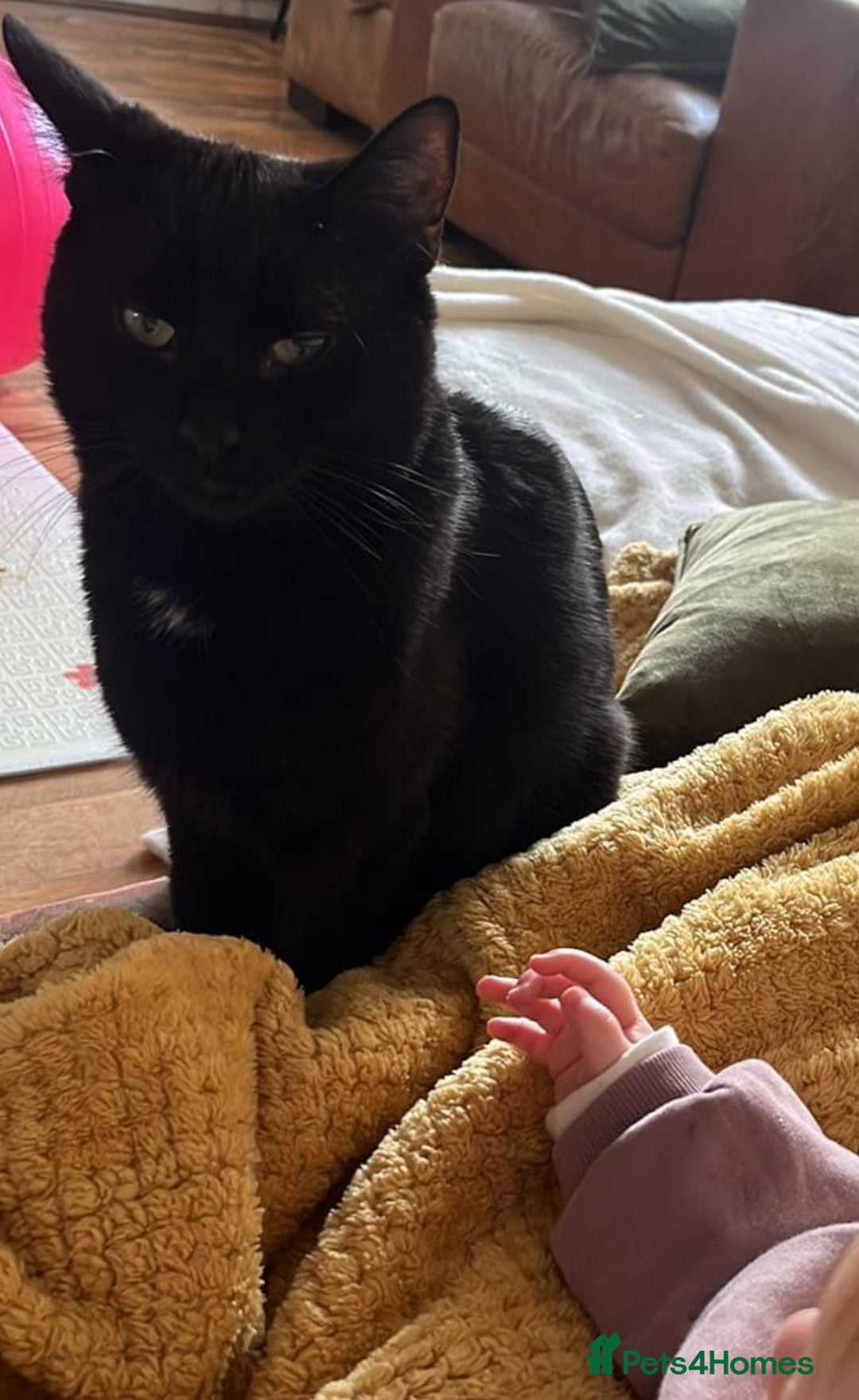 Domestic Shorthair cats for sale: Friendly 2 year old cat  - Advert 2