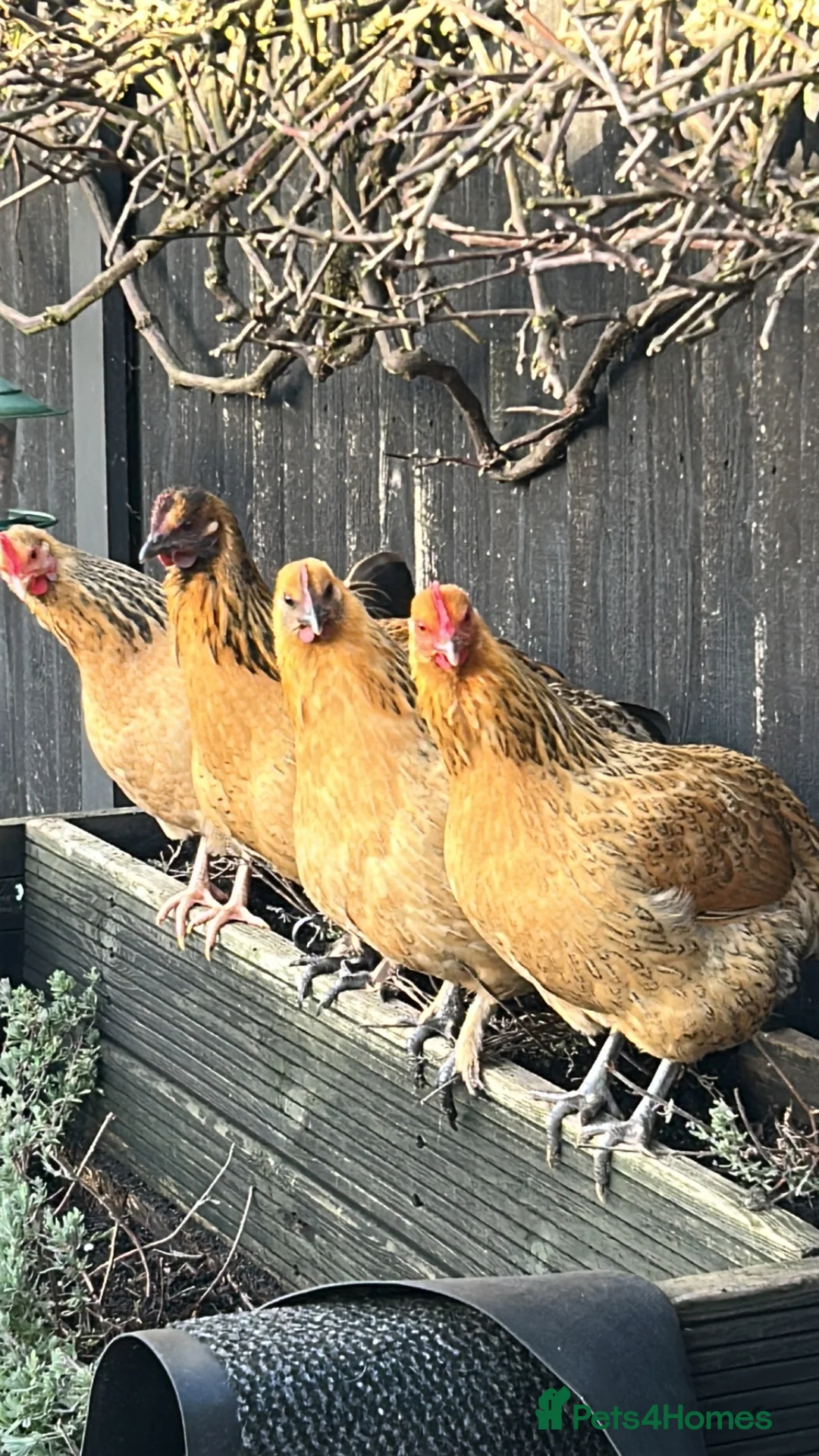 Mixed Breed poultry for sale: Mixed bantam hens in Maldon - Advert 2