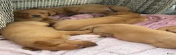 Labrador Retriever dogs for sale: Fox Red Labrador Puppies - Advert 2