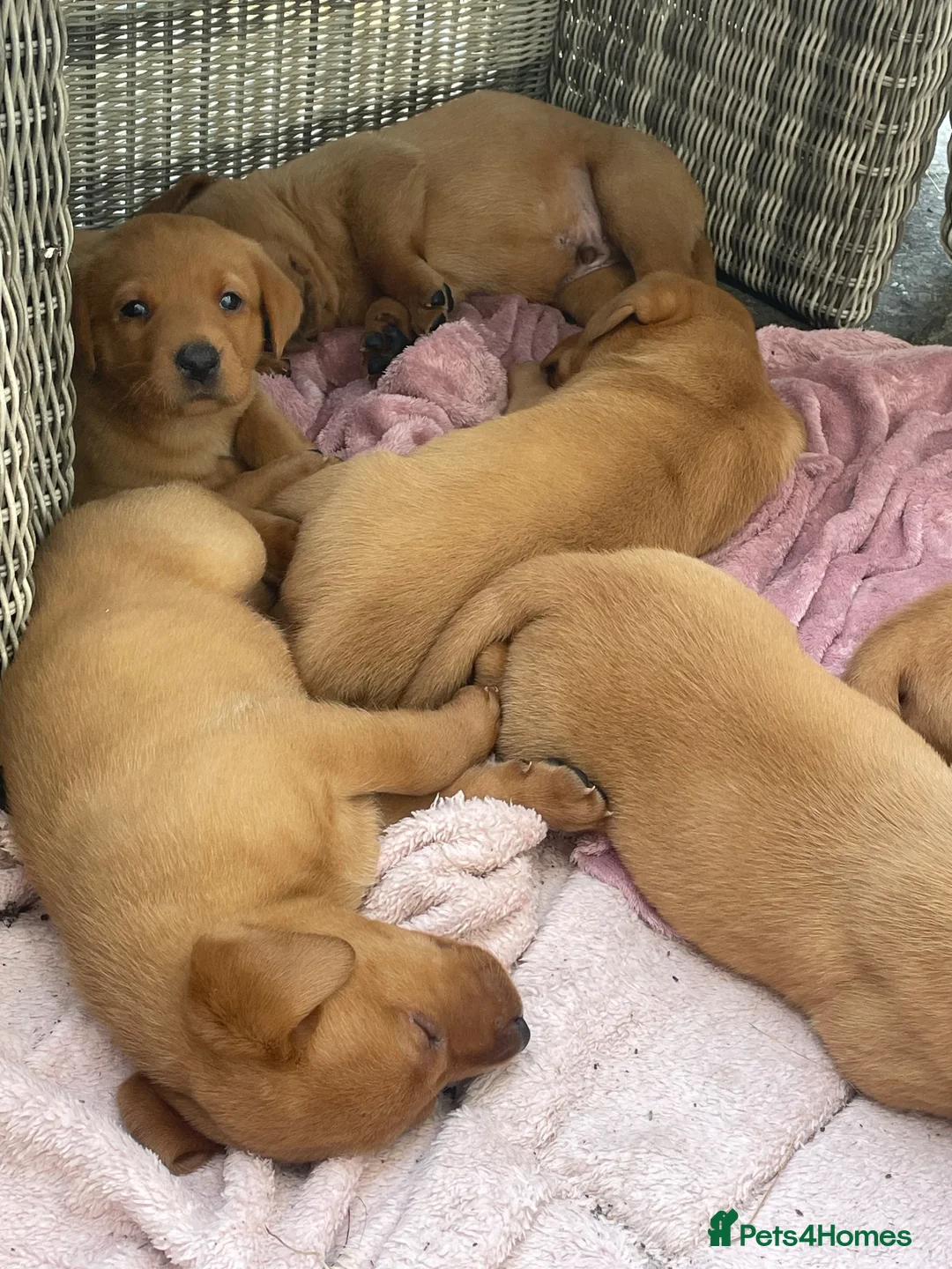Labrador Retriever dogs for sale: Fox Red Labrador Puppies - Advert 2