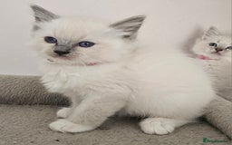 Ragdoll cats for sale: STUNNING GCCF CHAMPION SIRED KITTENS  - Image 18