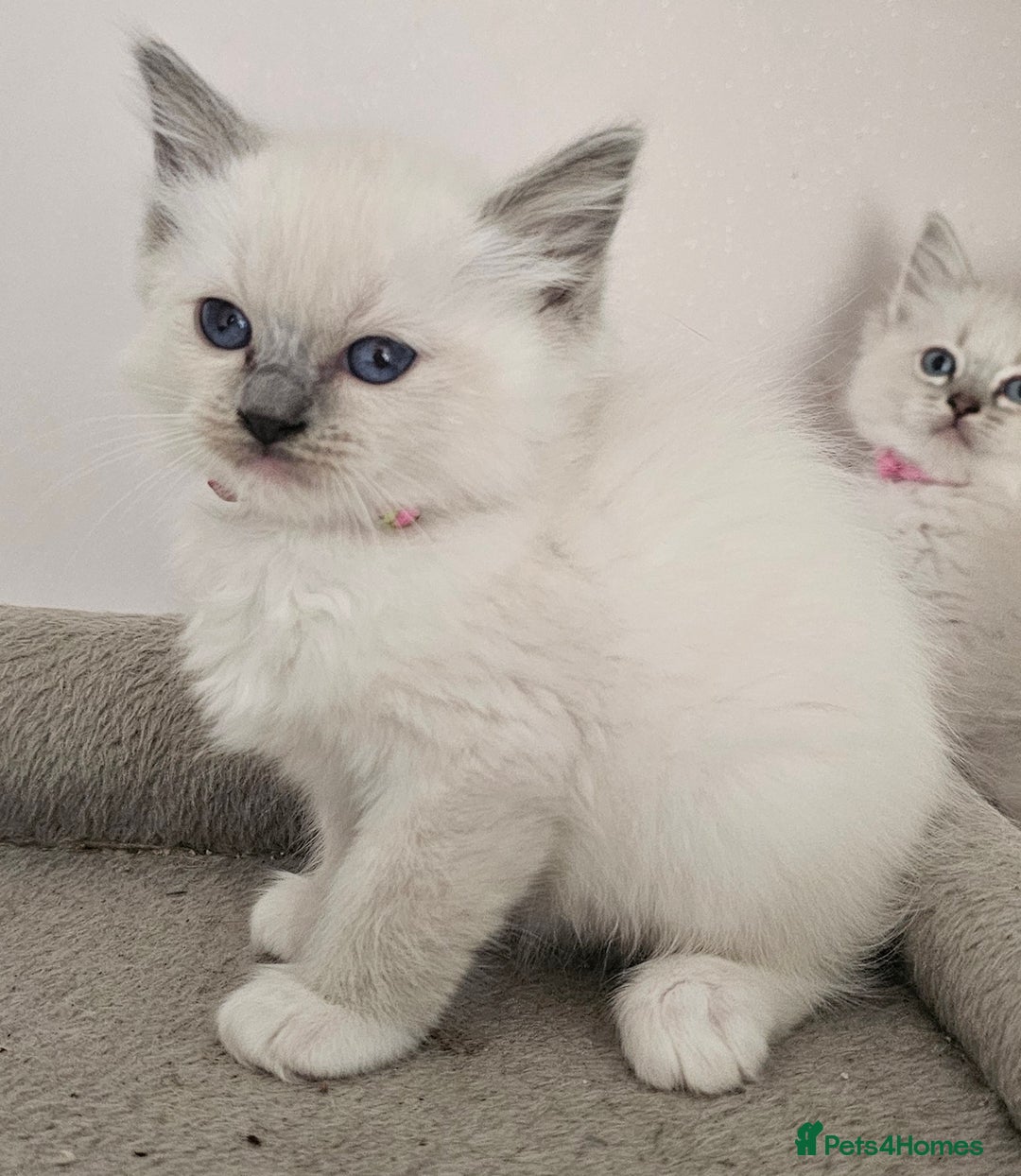 Ragdoll cats for sale: STUNNING GCCF CHAMPION SIRED KITTENS  - Image 18
