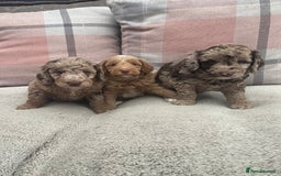 Cockapoo dogs for sale: f1b toy  stunning cockerpoos  - Image 3