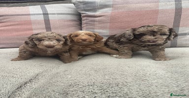 Cockapoo dogs - Advert 11