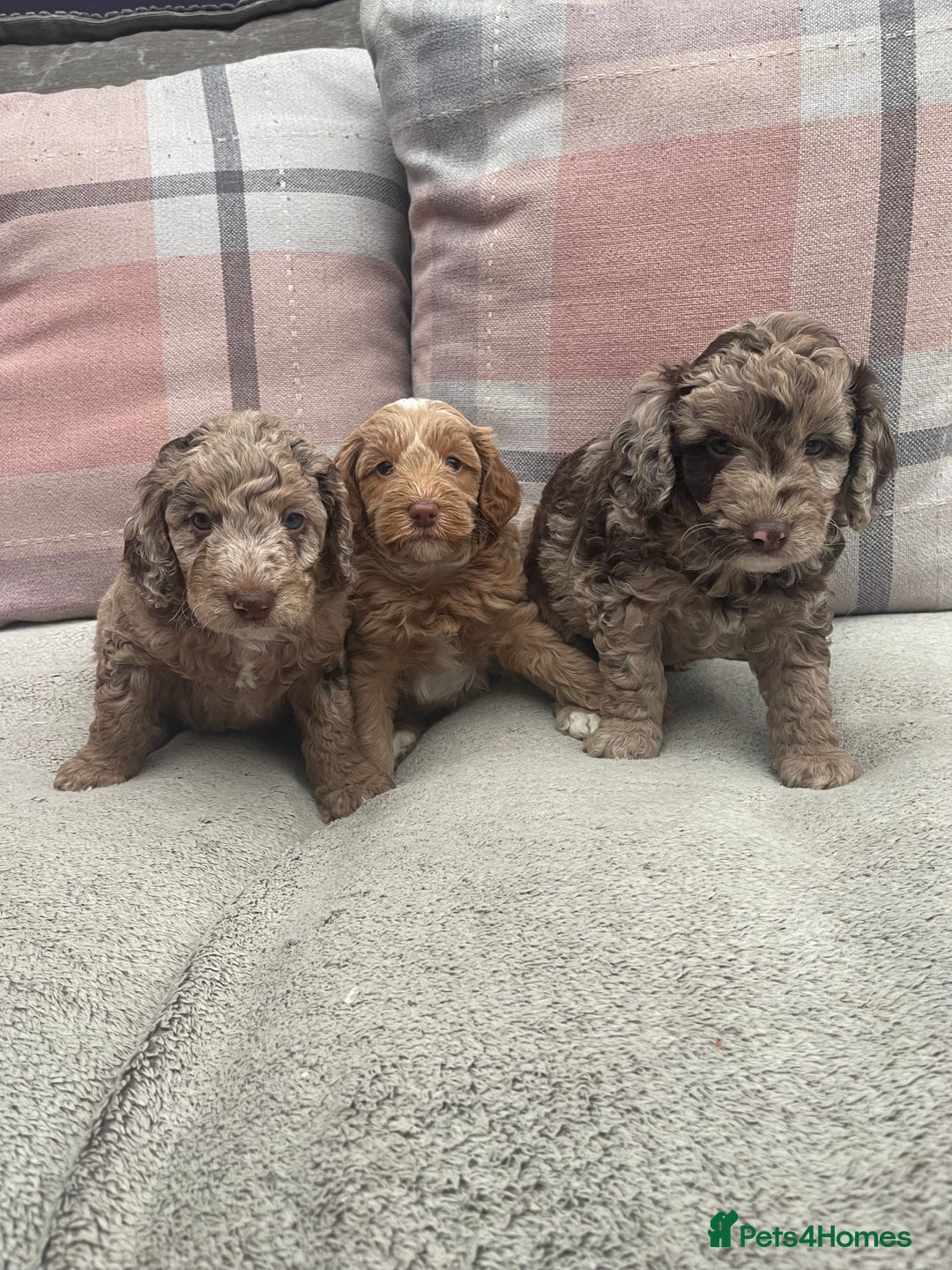 Cockapoo dogs for sale: f1b toy  stunning cockerpoos  - Image 3