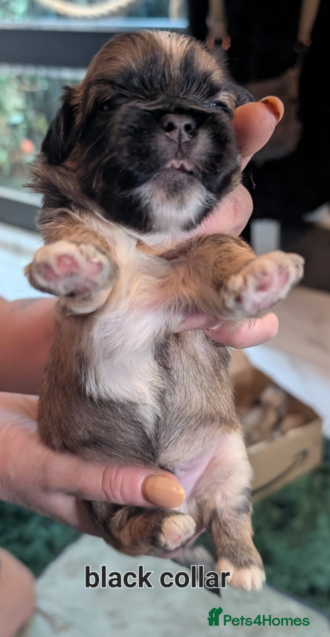 Lhasa Apso dogs for sale: Beautiful Boy Lhasa apsos for sale. - Advert 4