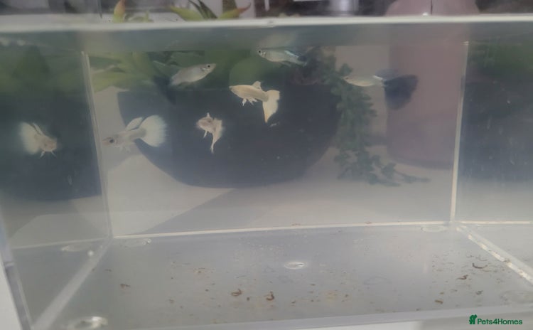 Bettas fish - Advert 1