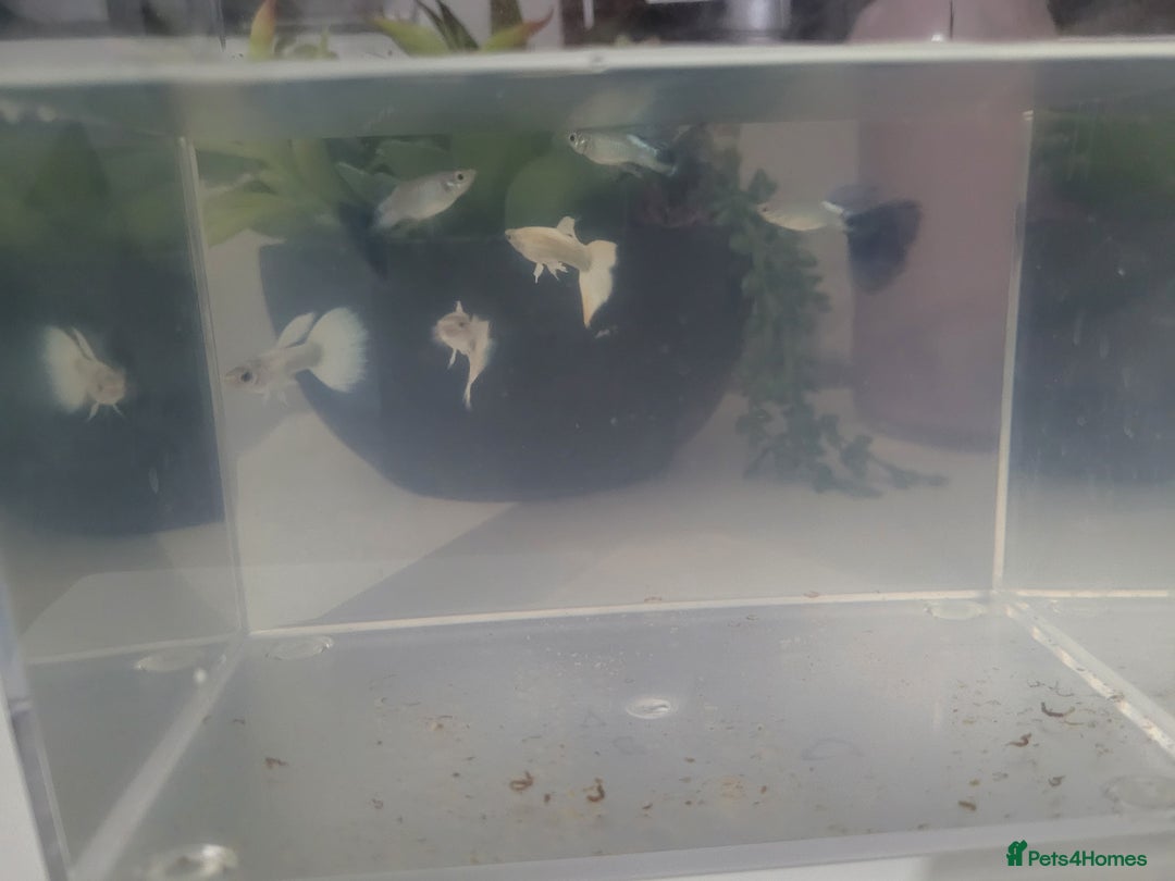 Bettas fish for sale: 6 male guppies  - Image 1