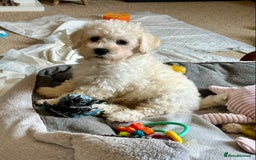Cavachon dogs for sale: READY NOW - BEAUTIFUL CAVACHON MALE PUPPY - Image 1