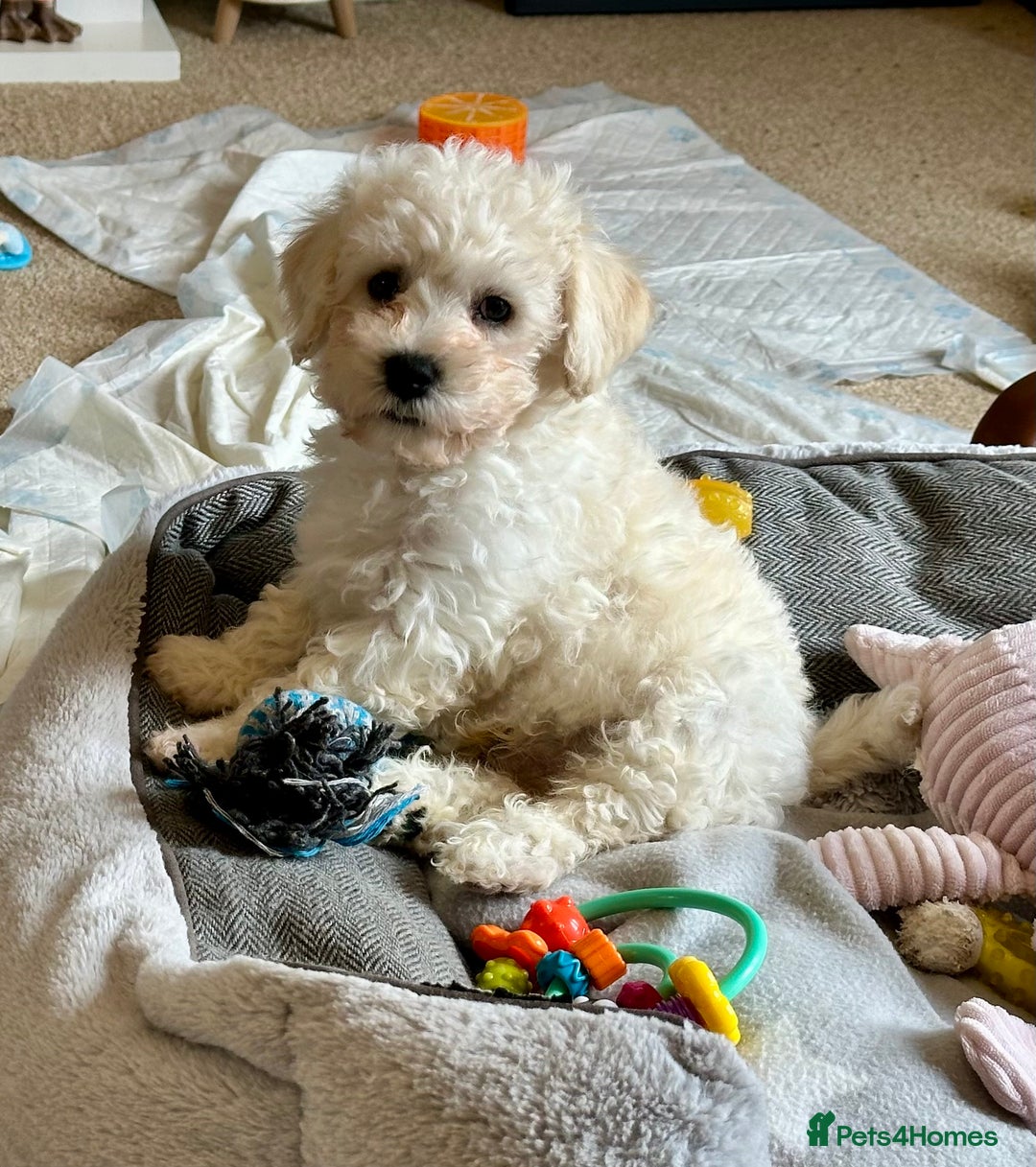 Cavachon dogs for sale: READY NOW - BEAUTIFUL CAVACHON MALE PUPPY - Image 1