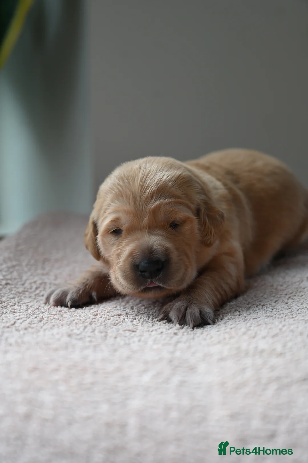 Golden Retriever dogs for sale: Golden Retriever pups for sale - Advert 18