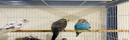 Budgerigars birds for sale: Budgies for sale  - Advert 7