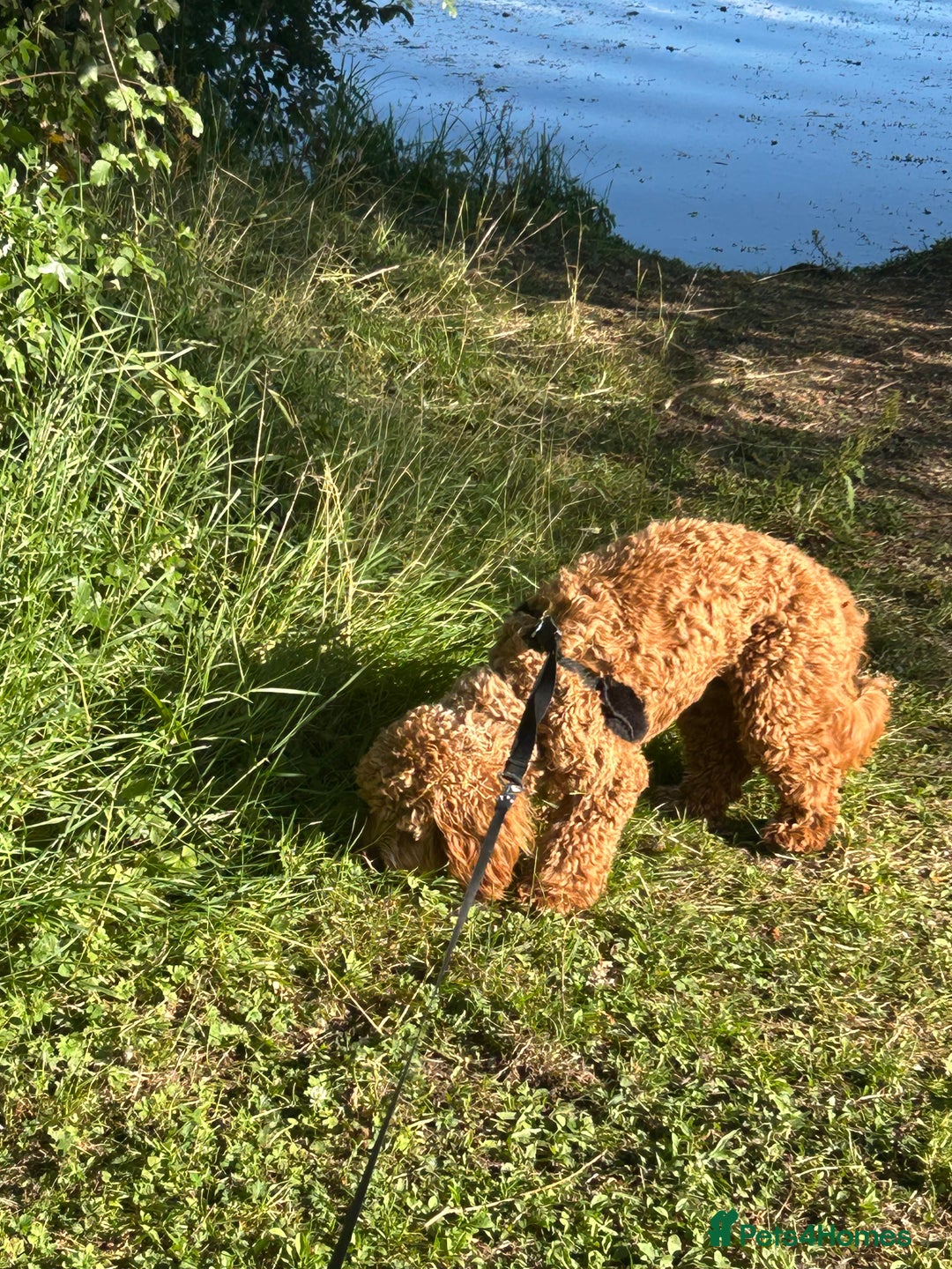 Cockapoo dogs for sale: Beautiful Cockapoo needs more attention - Image 2