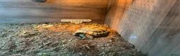 Hermann Tortoise reptiles for sale: 6FT Vivarium on legs with Hermanns Tortoise in Derby - Advert 5