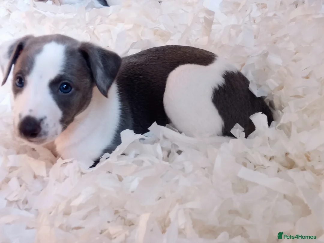 Whippet dogs for sale: REDEVELYN WHIPPET'S  GLOUCESTER,  - Advert 1