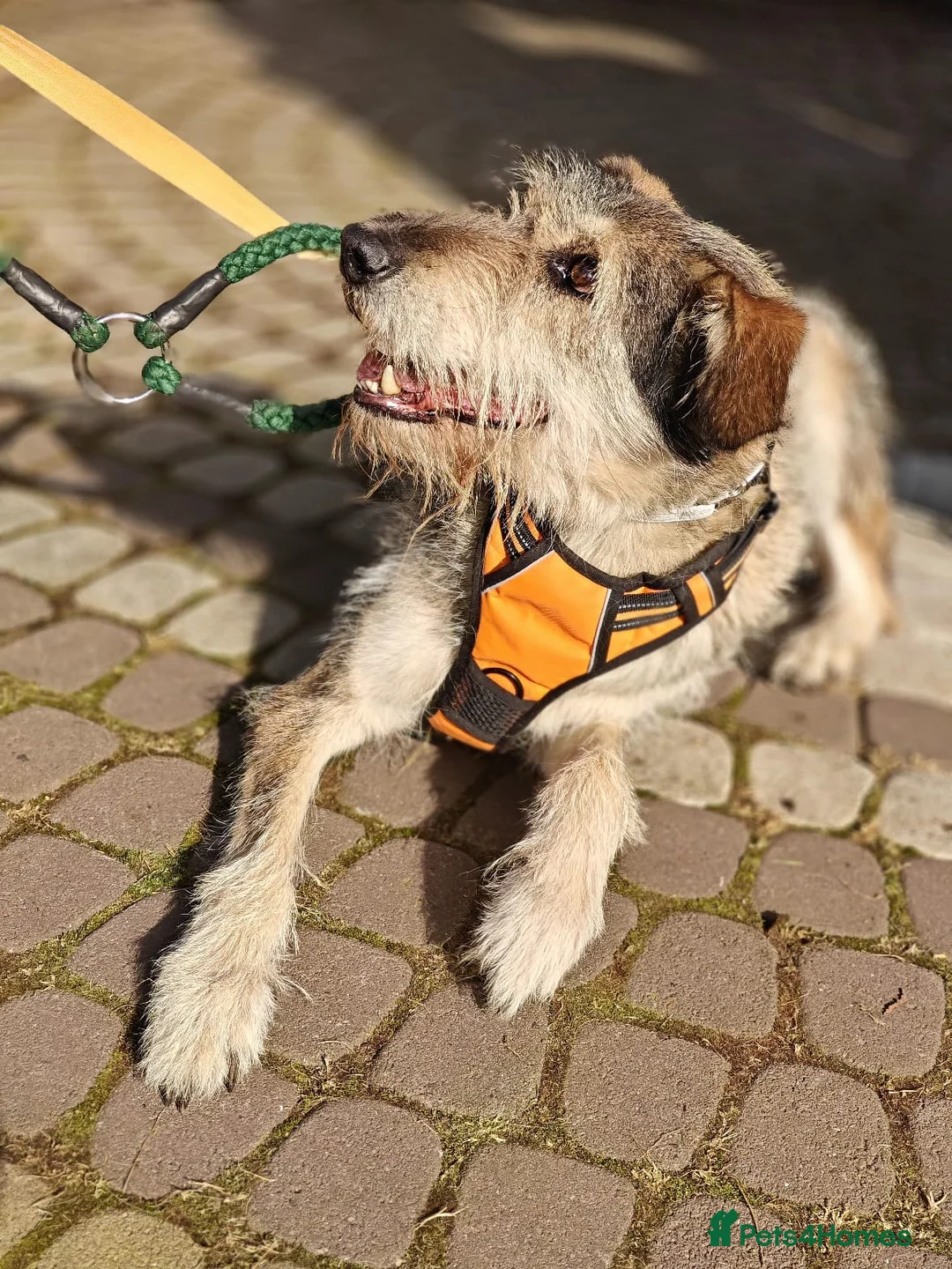 Mixed Breed dogs for adoption: ❤️OXY❤️Large• Scruffy •Gentle • Playful • Loving - Advert 7