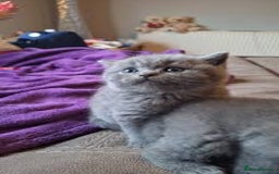 British Shorthair cats for sale:  beautiful british shorthair kittens - Image 2