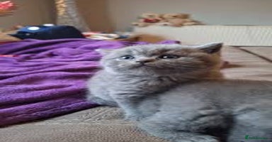 British Shorthair cats - Advert 7