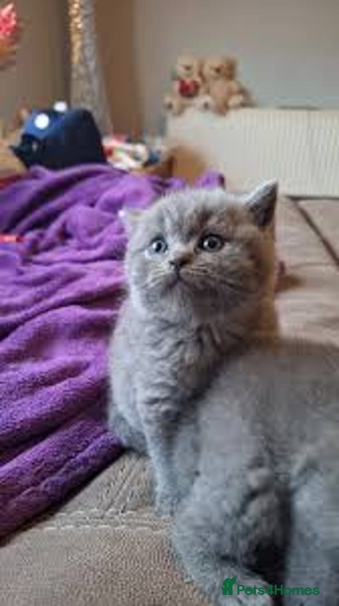 British Shorthair cats for sale:  beautiful british shorthair kittens - Image 2