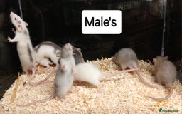 Rat rodents for sale: Baby Dumbo Rats Males and Females - Advert 8