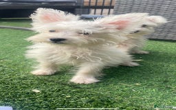 Mixed Breed dogs for sale: STUNNING WESTIE X POODLE PUPPIES  - Image 6