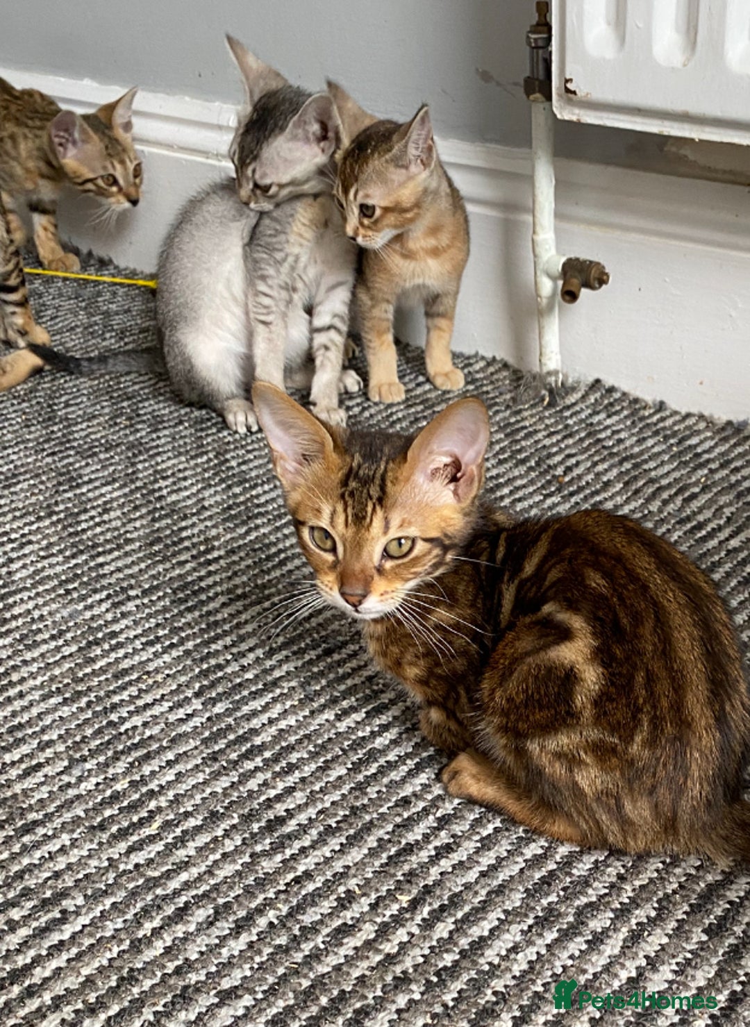 Chausie cats for sale: Savannah x Chausies - Image 19