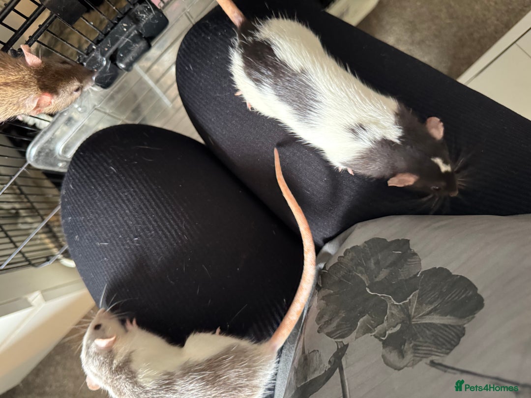 Rat rodents for sale: Rats & cage  - Image 6