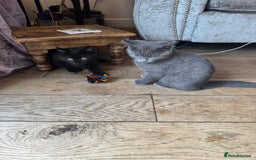 British Shorthair cats for sale: 1 Grey and 2 Black kittens - Image 8