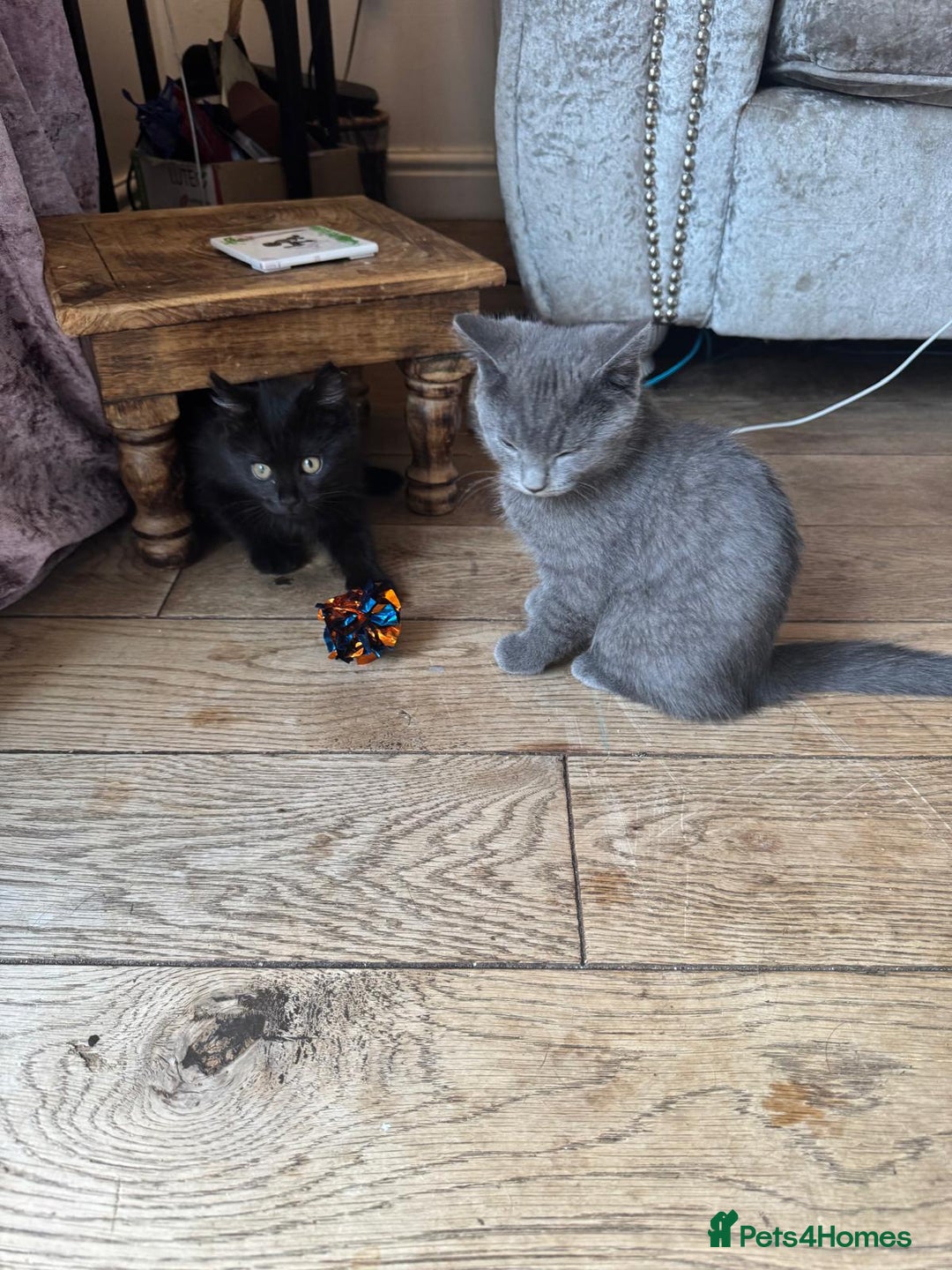 British Shorthair cats for sale: 1 Grey and 2 Black kittens - Image 8