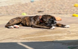 Boxer dogs for sale: Only 1 remaining! KC Boxer Puppies - Image 18