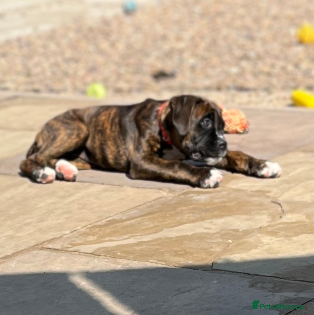 Boxer dogs for sale: Only 1 remaining! KC Boxer Puppies - Image 18