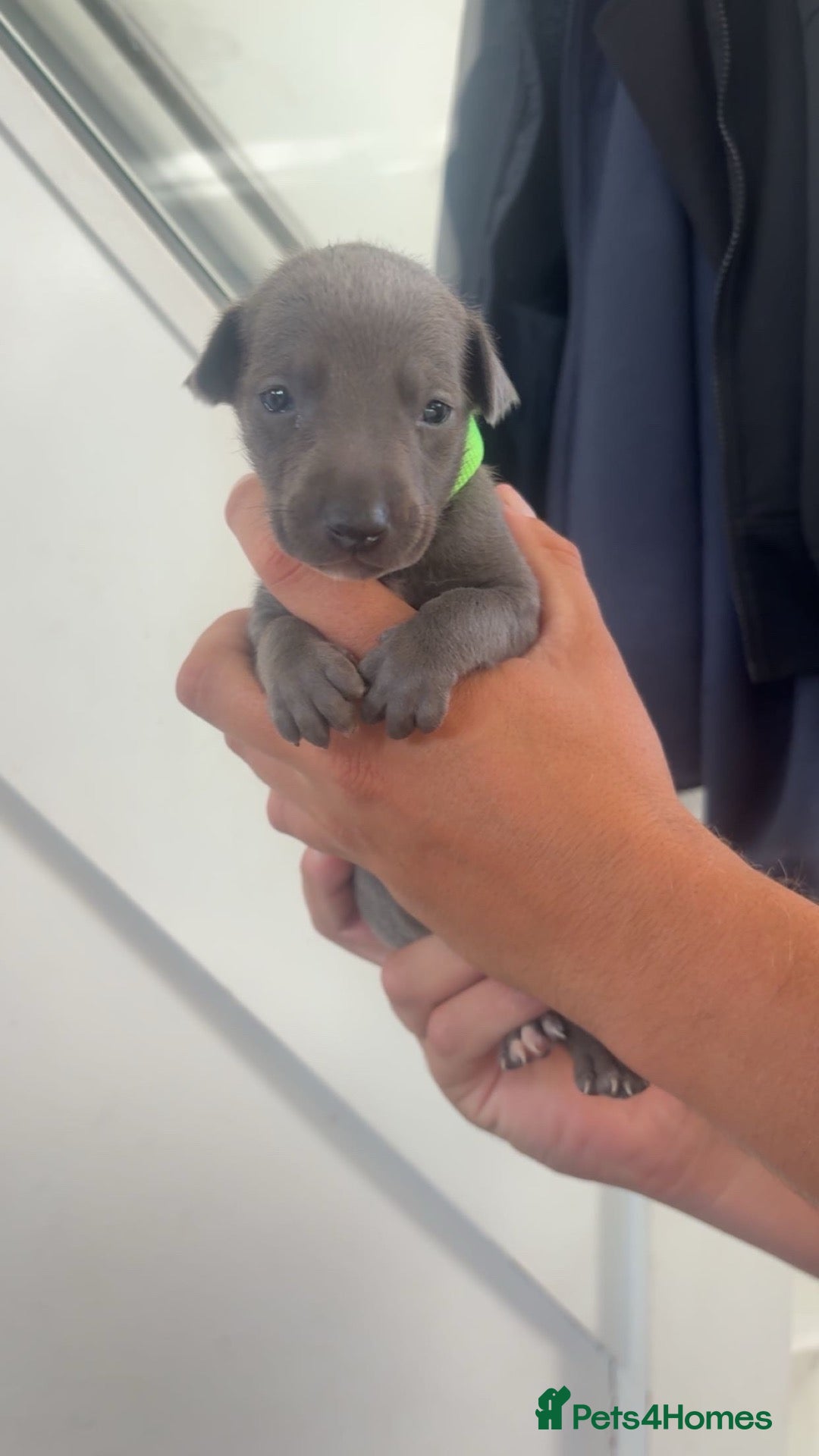 Whippet dogs Blue whippet puppies 💙🏡 - Advert 18