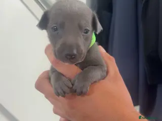 Whippet dogs Blue whippet puppies 💙🏡 - Advert 18