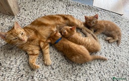 Domestic Shorthair cats for sale: Healthy full ginger female girl kittens  - Image 8