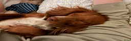 Cocker Spaniel dogs for sale: Rudy - male, 18 months old. in Ilkley - Advert 8
