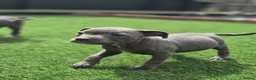 Staffordshire Bull Terrier dogs for sale: Ready to leave!!!!!!! in Rotherham - Advert 22