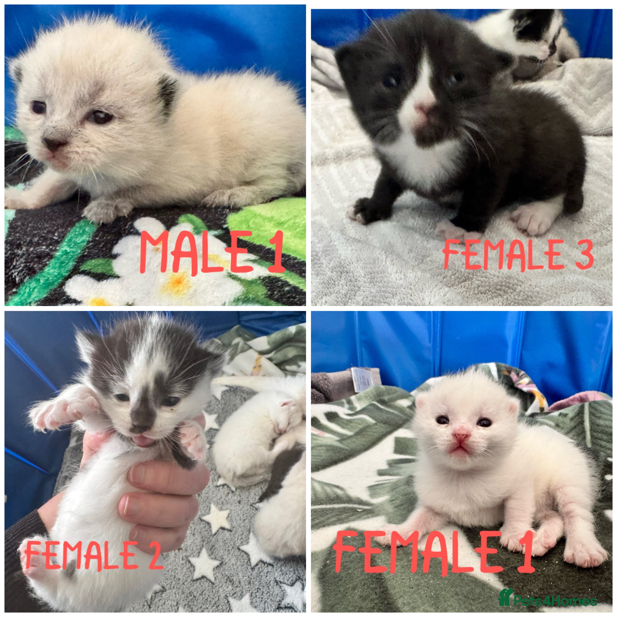 Siamese cats Siamese stunners  - Advert 1