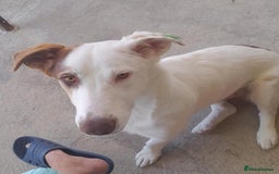 Mixed Breed dogs for adoption: Bullseye, approx 1 yr old, available for adoption. - Image 5