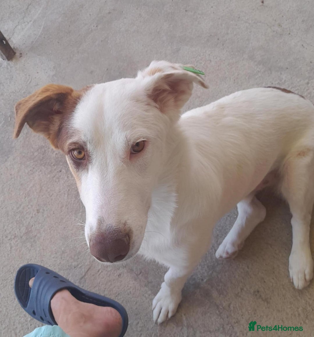 Mixed Breed dogs for adoption: Bullseye, approx 1 yr old, available for adoption. - Image 5