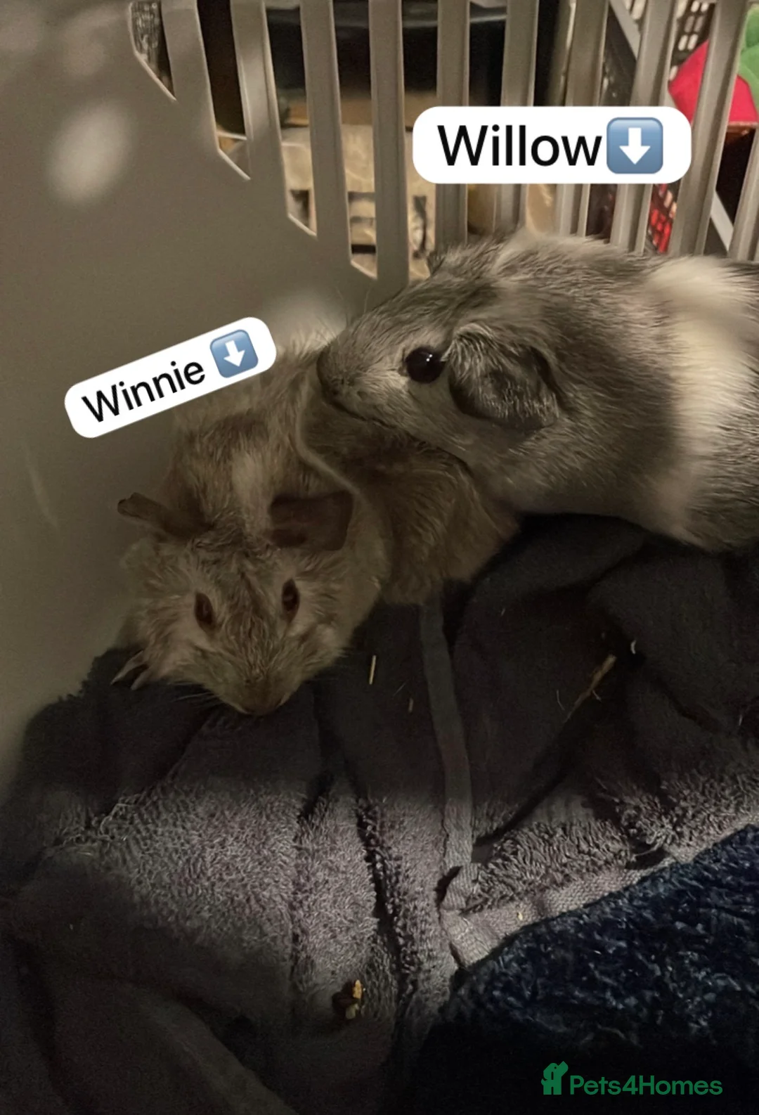 Guinea Pig rodents for sale: Winnie and willow / read description  in Bedford - Advert 2