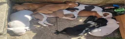 Mixed Breed dogs for sale: 🐾 Beautiful Puppies Available to Reserve 🐾 - Advert 5