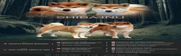 Japanese Shiba Inu dogs for sale: Japanese Shiba inu  - Advert 7