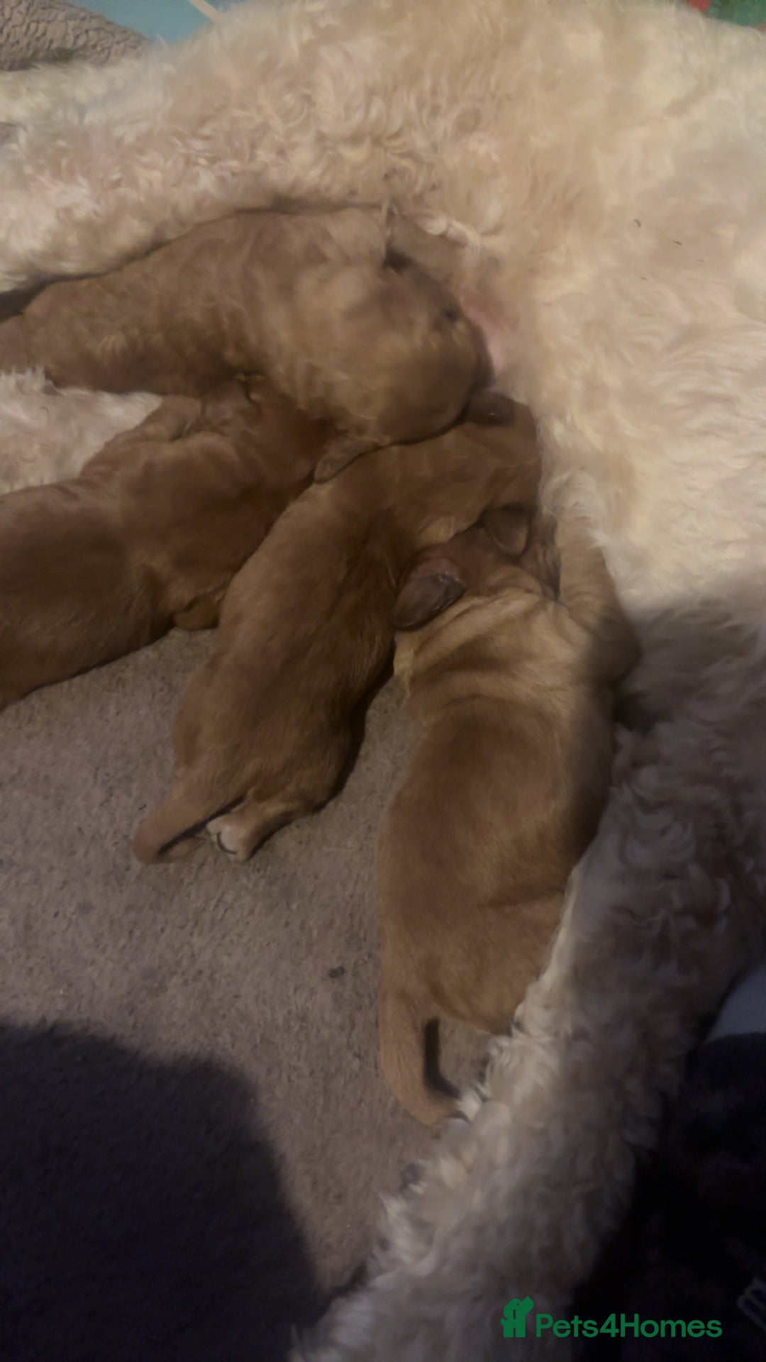 Cockapoo dogs for sale: Beautiful cockapoo baby's  - Image 17